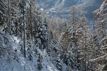 Image showing Winter tree branches with fresh snow