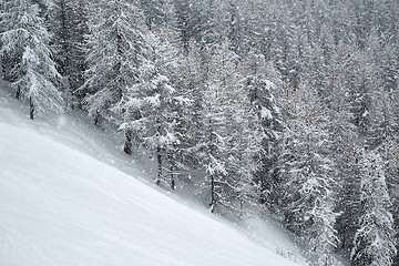 Image showing Winter forest ski slope dense snowfall