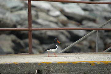 Image showing Oyster catcher_21.04.2005