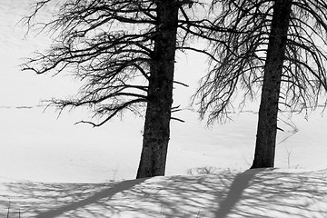 Image showing Two Trees in the Snow
