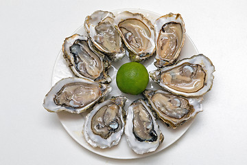 Image showing Oysters Plate
