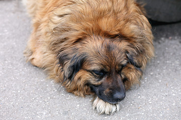 Image showing Stray Dog