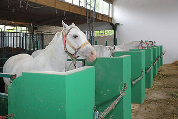 Image showing White Horses