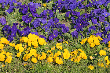 Image showing Purple Yellow Flowers