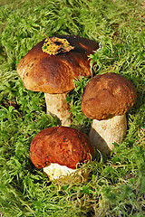 Image showing Ceps in a moss