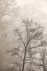 Image showing Treees in fog fallen leaves, bare branches