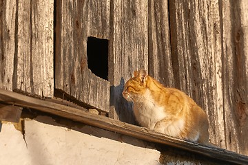 Image showing Cat on an old house