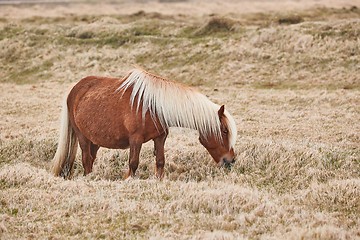 Image showing Icelandic horse grazing