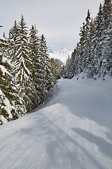 Image showing Skiing slopes between snowy trees