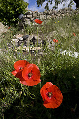 Image showing wild poppy flowers in spring