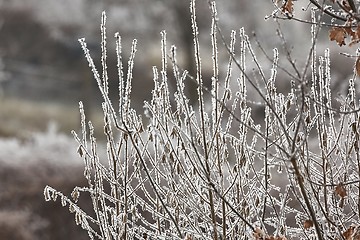 Image showing Icy Frosted Branches