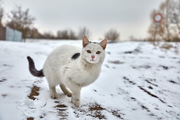 Image showing Cat in winter snow