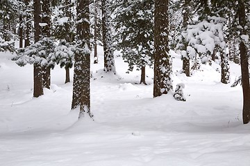 Image showing Winter Snowy Landscape