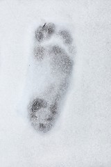 Image showing Footprint barefoot in snow