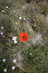 Image showing wild poppy flowers in spring