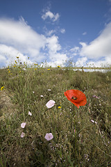 Image showing wild poppy flowers in spring