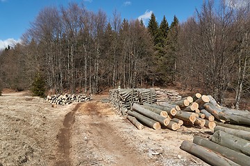 Image showing Log wood piles in a forest