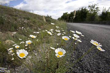 Image showing wild spring flowers by a roadside