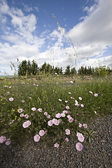 Image showing wild spring flowers by a roadside