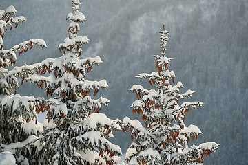 Image showing Winter Landscape with Trees, Falling Snow