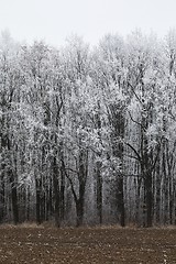 Image showing Winter Forest Trees