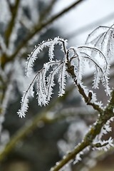 Image showing Icy Frosted Branches