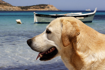 Image showing Labrador dog with traditional Corsican fishing boat 