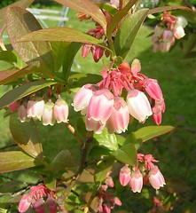 Image showing blueberry flowers