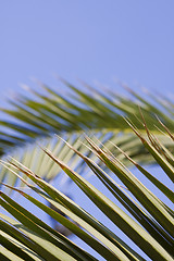 Image showing palm leaf