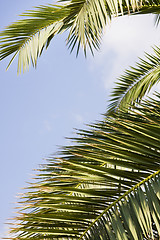 Image showing palm leaf