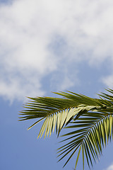 Image showing palm leaf