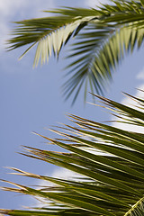 Image showing palm leaf