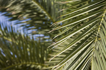 Image showing palm leaf