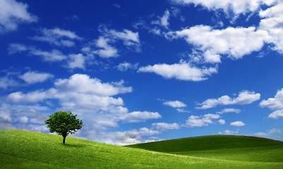 Image showing Lonely tree on green filed