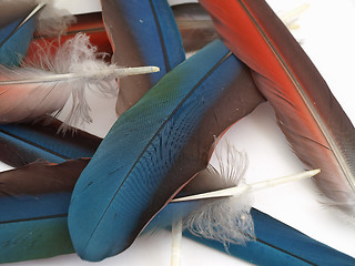 Image showing Loose Macaw Feathers