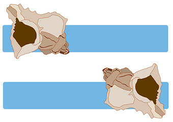 Image showing Sea Shells Blue Tag