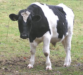 Image showing calve