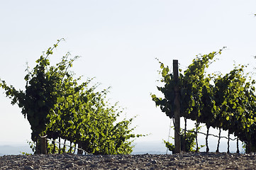 Image showing Vineyard rows