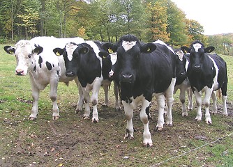 Image showing calves