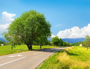 Image showing Tree near the road