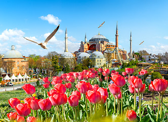 Image showing Tulips and Hagia Sophia