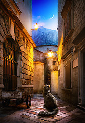 Image showing Cat in Kotor
