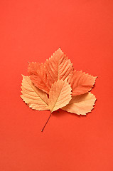 Image showing Multicolored autumn leaves pattern on a coral background.