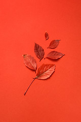 Image showing Congratulation card with autumn leaf with soft shadows.