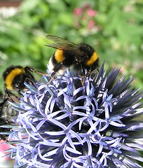 Image showing bumble bee