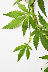 Image showing Sprig of natural marijuana leaves.