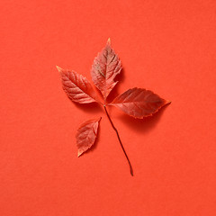 Image showing Colorful grape leaf on a coral background with shadows.