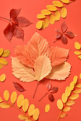 Image showing Multicolored composition from autumn leaves on a coral background.