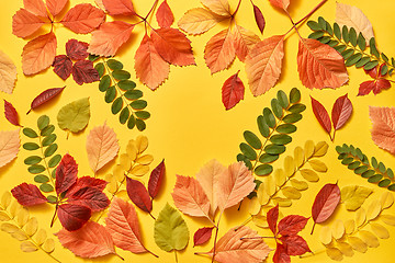 Image showing Multicolored leaves greeting autumn frame with soft shadows.