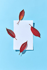 Image showing Blank paper sheet with four red leaves and hard shadows.